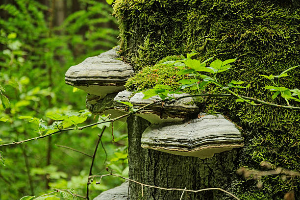 istock Many mushrooms on moss-covered tree trunk in forest 564605214
