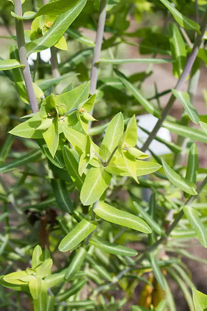 Caper spurge (Euphorbia lathyris), close-up