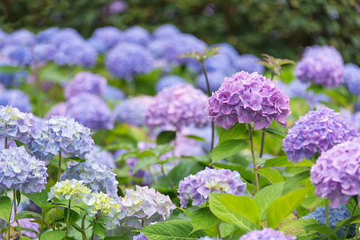 Flower bed full of blossoming blue and purple Hydrangea.