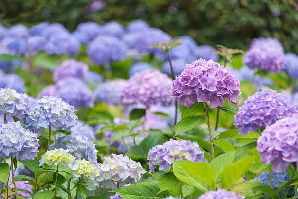 Photo of Blossoming blue and purple Hydrangea