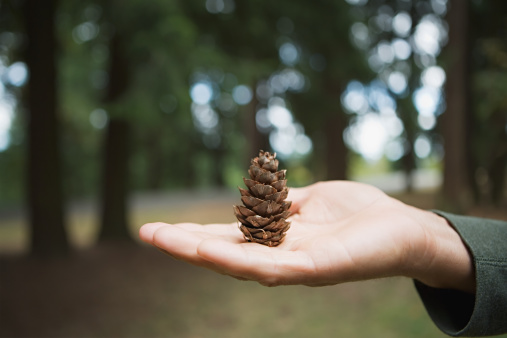 Dried pine flowers that fall can be used as a craft of high value