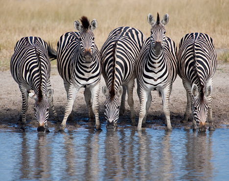Five zebras in a row at watering hole