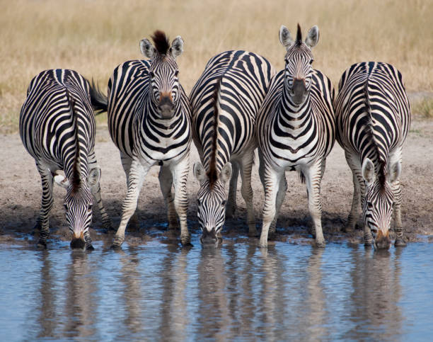 Five zebras in a row at watering hole  five animals stock pictures, royalty-free photos & images