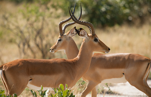 Two antelope with horns crossing