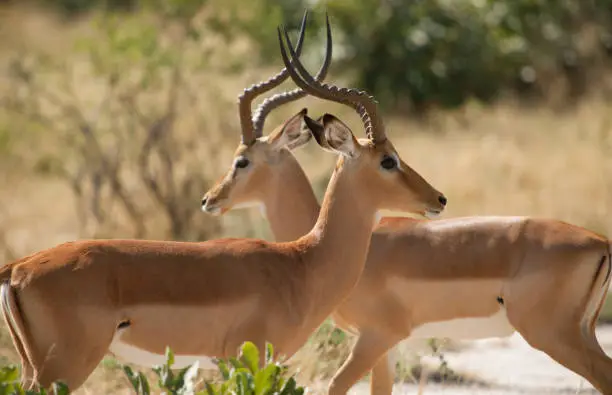 Photo of Two antelope with horns crossing
