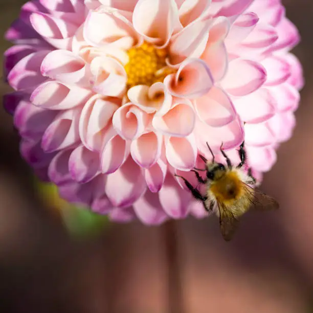 Photo of Close up of bee pollinating pink dahlia flower