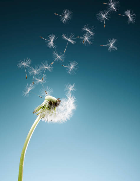 Dandelion seeds blowing on blue background stock photo
