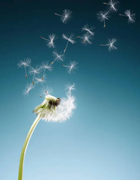 Photo of Dandelion seeds blowing on blue background