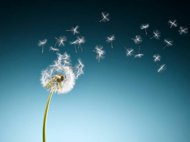 istock Dandelion seeds blowing on blue background 567166661
