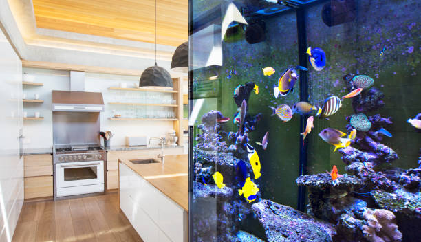 istock Tropical fish swimming in aquarium outside kitchen 568518895