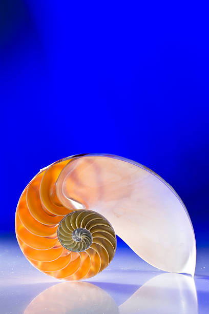 istock Close-Up Of Seashell On Glass Table Against Blue Background 569039835