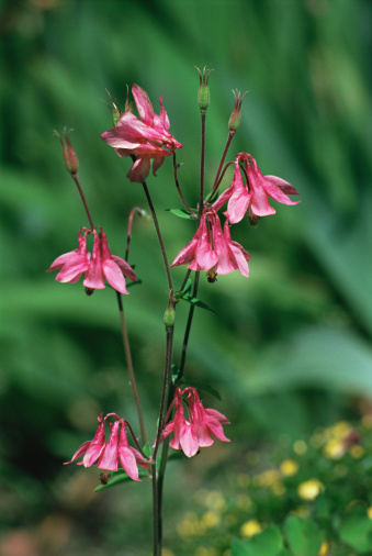 Polygonatum multiflorum, the Solomon's seal, David's harp, ladder-to-heaven or Eurasian Solomon's seal, is a species of flowering plant in the family Asparagaceae.