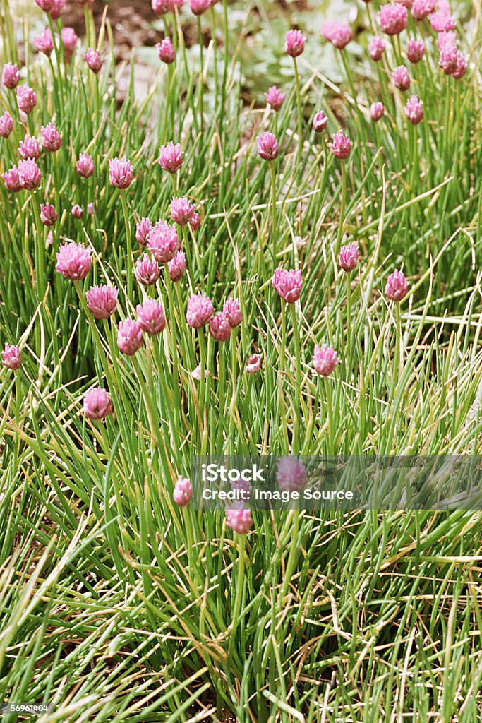 Flowering chives  Chive Stock Photo