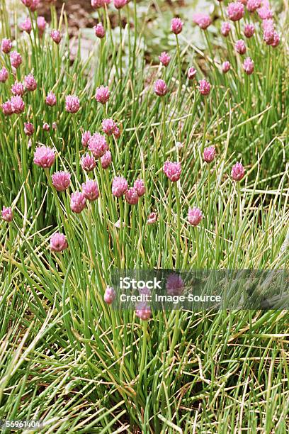 Flowering Chives Stock Photo - Download Image Now - Chive, Flower, Uncultivated