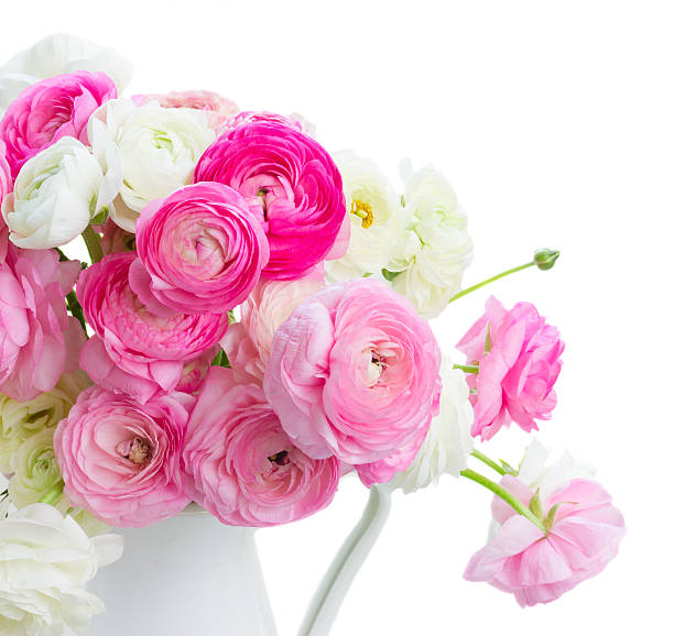 istock Pink and white ranunculus flowers 576544118