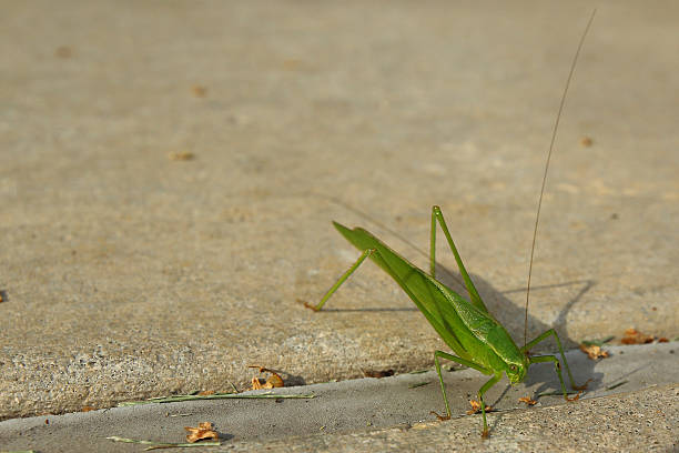 Katydid (Tettigoniidae) 20160717  Katydid (Tettigoniidae) - often called bus cricket or long-horned grasshoppers. mclean county stock pictures, royalty-free photos & images