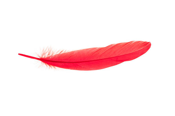 red feather isolado - feather white macro bird - fotografias e filmes do acervo