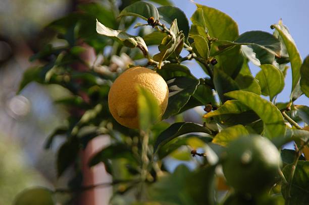 istock They Do Grow on Trees!- California Lemon 576545470