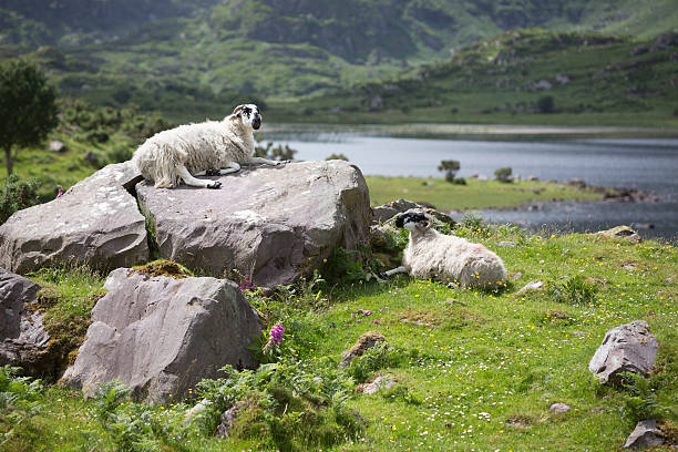 Sheep in Killarney National Park, Kerry, Ireland Sheep near Gap of Dunloe in Killarney National Park, Kerry, Ireland killarney lake stock pictures, royalty-free photos & images