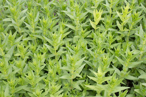 Herb of grace (Gratiola officinalis), close-up