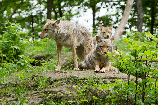 Coyote Pack in summer