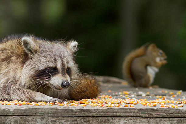 istock American raccoon and Red Squirrel 576549774