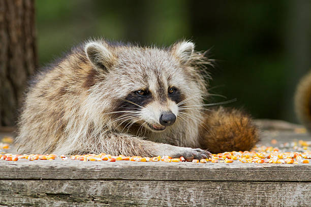 istock American raccoon 576549796