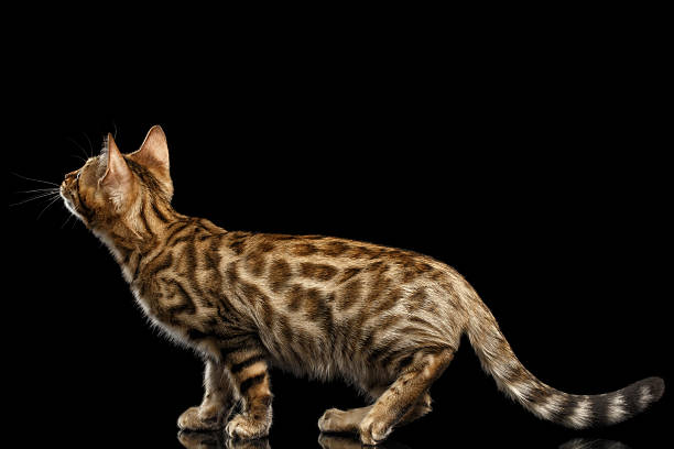 istock Playful Bengal Kitty Walking on Isolated Black Background 576550262