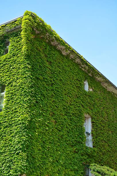 istock Urban House with Green Walls 576550412