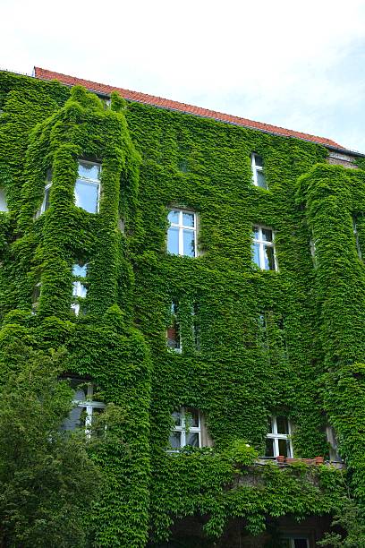 istock Urban House with Green Walls 576550470