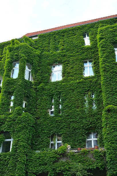 istock Urban House with Green Walls 576550596