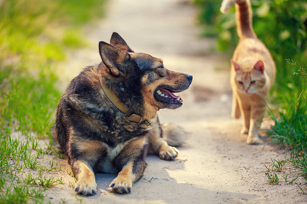 istock ginger cat playing with the dog in the yard 576552502