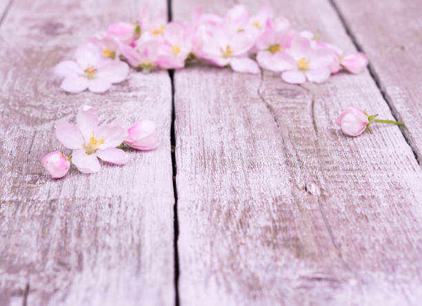 istock Flowers. Apple tree blossoms on rustic wooden background 576554002