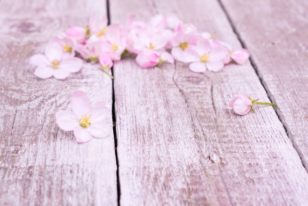 istock Flowers. Apple tree blossoms on rustic wooden background 576554070