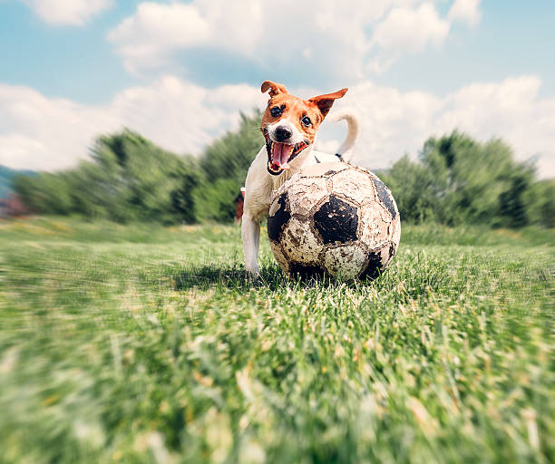 istock Jack Russell Terrier play with big old ball 576554942