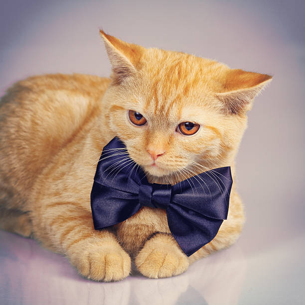 istock Studio portrait of serious red kitten wearing bow tie 576555098