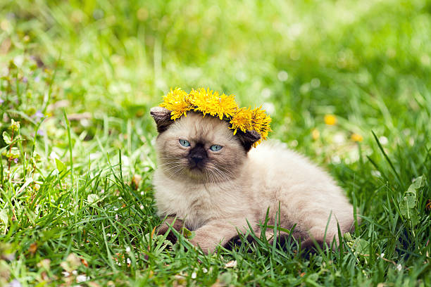 istock Little kitten crowned dandelion chaplet walking in the grass 576555232