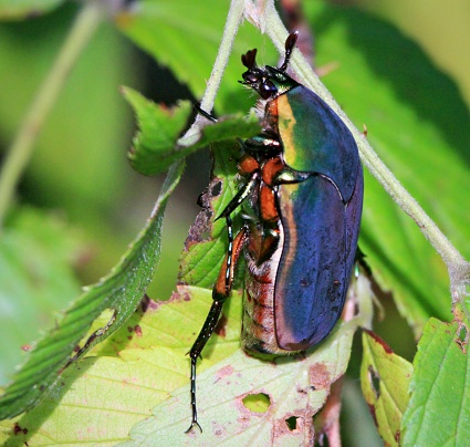 A large june-bug eating anddestroying a blackberry bush.