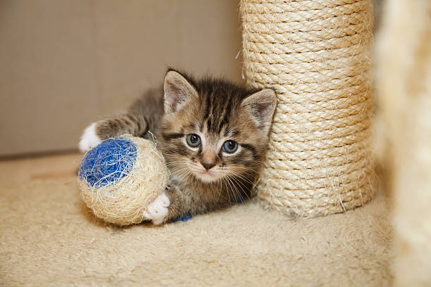 tabby Chaton mignon - Photo