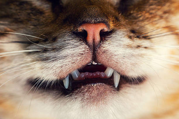 Macro portrait of cat, nose and teeth stock photo