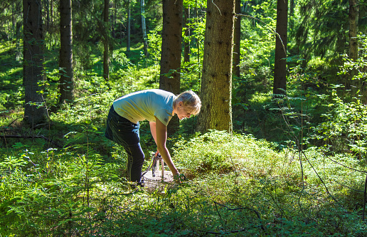 Woman picking wild berries in natural park forest in Finland