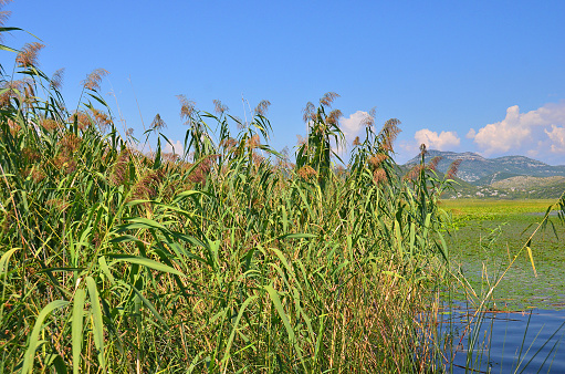 Reed (Scirpus gen.) spinney in river, Montenegro, Europe