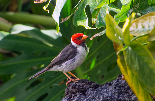 The red-cowled cardinal (Paroaria dominicana) is a bird species in the tanager family. Big Island, Hawaii.