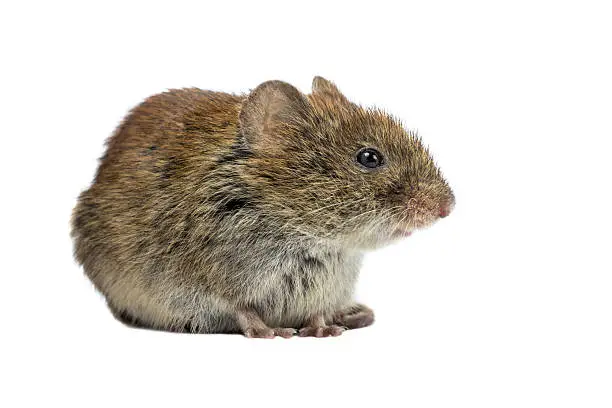 Wild Bank vole mouse (Myodes glareolus) sitting on four legs seen from the side on white background