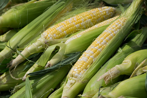 Green cornfield, close up of lower part of corn near the ground