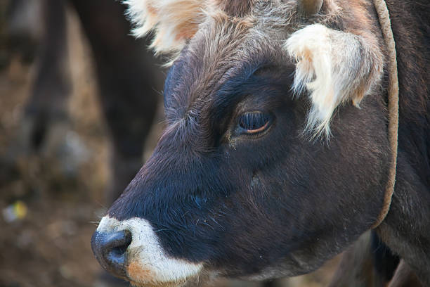 Head of a baby cow closeup The head of a baby cow closeup in Kyrgyzstan. animall stock pictures, royalty-free photos & images