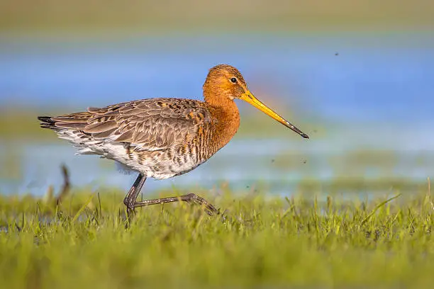 Photo of Black tailed Godwit running through wetland