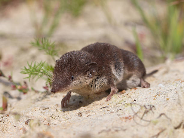 istock Bicolored White-toothed Shrew 576559746
