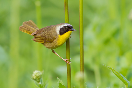Male Common Yellowthroat (Geothlypis trichas) in spring