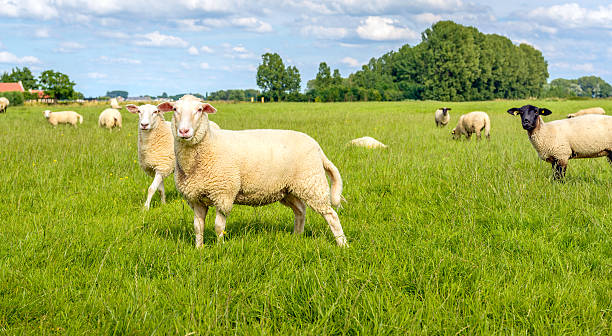 istock Sheep posing fot the photographer 576560614